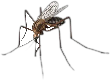 Mosquito Insect Mosquito Png Mosquito Transparent