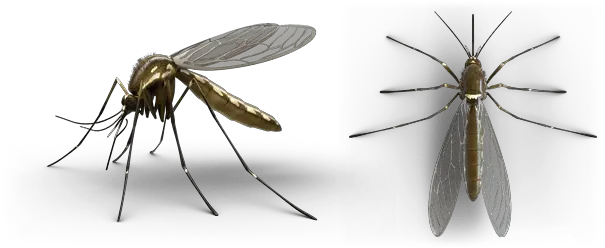 Mosquitos Png Mosquito Transparent