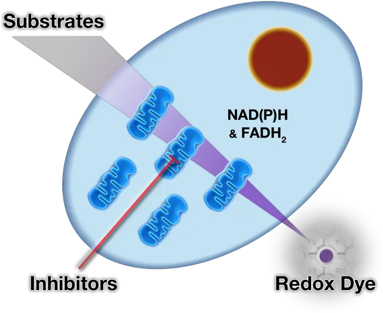 Mitochondria Biolog Assay Png Mitochondria Png