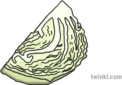 Quarter Cabbage Illustration Twinkl Clip Art Png Cabbage Png