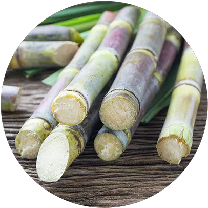 Recognition Archives Trocellen Heart Of Palm Png Sugarcane Png
