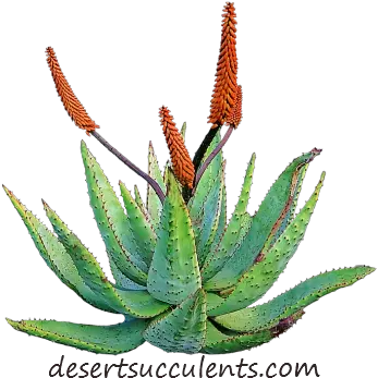 Aloe Vera Plant Description Home Remedy For Pulmonary Tuberculosis Png Desert Plant Png