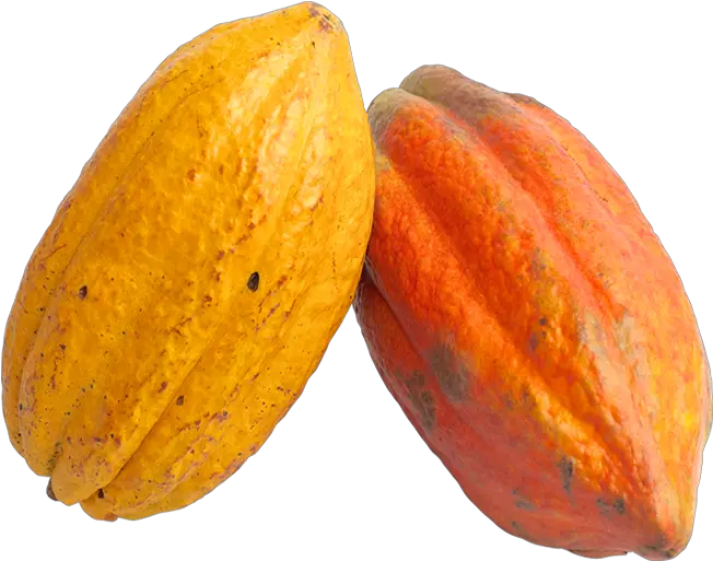 Cacao Png Cacao Png Cocoa Fruit Png 3565200 Vippng Cocoa Fruit Png Cocoa Png