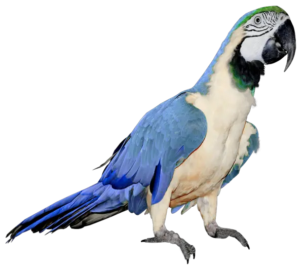 Parrot Icon Parrot Blue And White Png Parrot Transparent