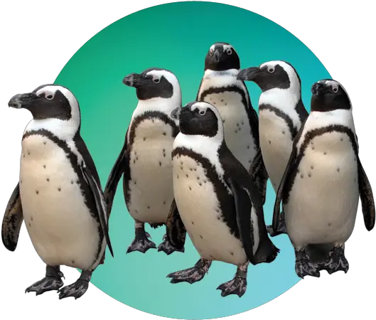 Download Penguinspngtransparentimagestransparent Maryland Zoo In Baltimore Baltimore Png Penguin Transparent Background