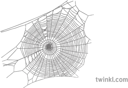 Spider Web 1 Illustration Twinkl Spider Web Png Spider Webs Png