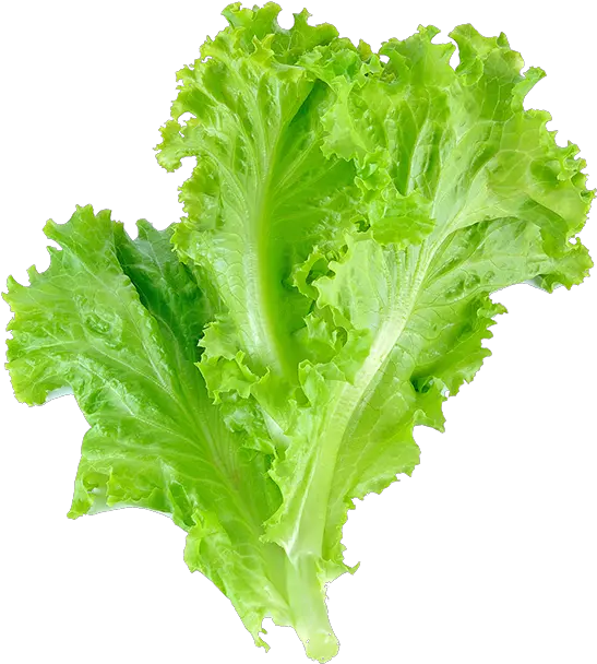 Romaine Lettuce Leaf Vegetable Salad Transparent Background Lettuce Png Salad Transparent Background