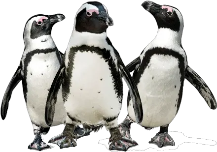 Penguin Trio Transparent Png Pinguinos Png Penguin Transparent