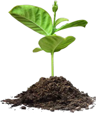 Dirt Vines U0026 Mulch Children Food U0026 Fitness Save Tree Images Png Dirt Transparent