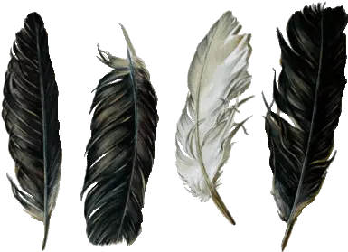 Feathers Png Image Black And White Feathers Png Black Feather Png