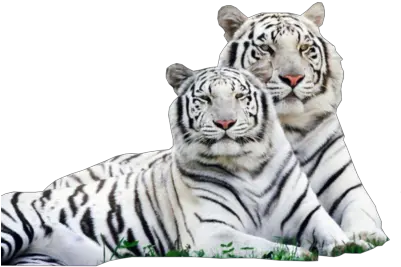 White Tiger Png Transparent Images White Tiger Png Tigers Png