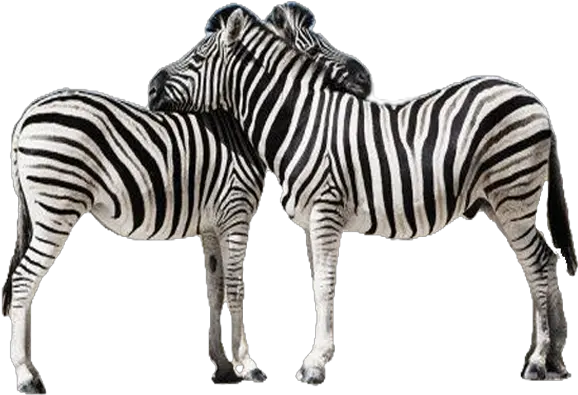 Zebra Png Transparent Image Zebras Png Zebra Logo Png