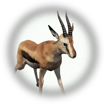 Gazelle Bdo Codex Gazelle Bdo Png Impala Icon