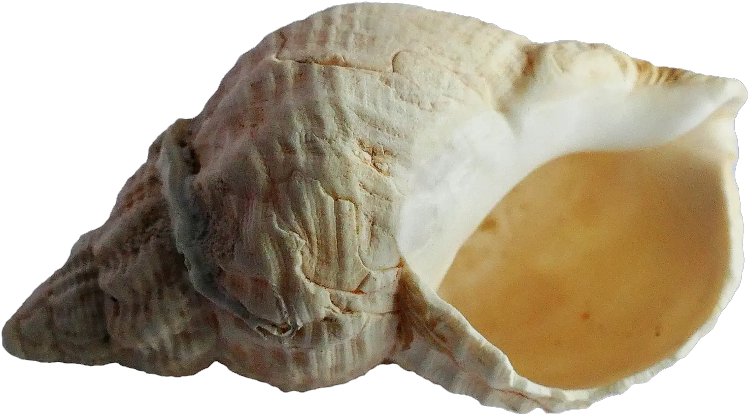 Download Free Png Sea Shell Images Transparent Seashell Seashell Png