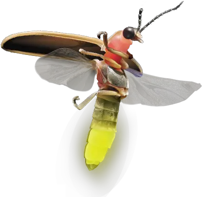 Firefly Logo Png Insects Firefly Png