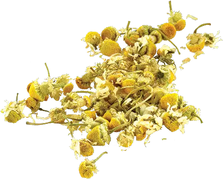 Library Png Woman S Moon Cycle Camomile Chamomile Png