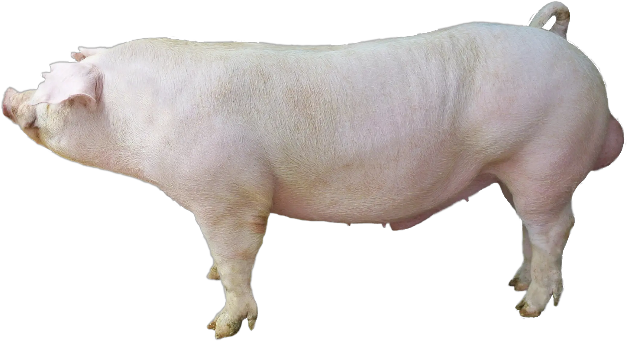 Download Waldo White Duroc Wwd 155 Large White Duroc Pig White Duroc Pig Png Pig Transparent Background