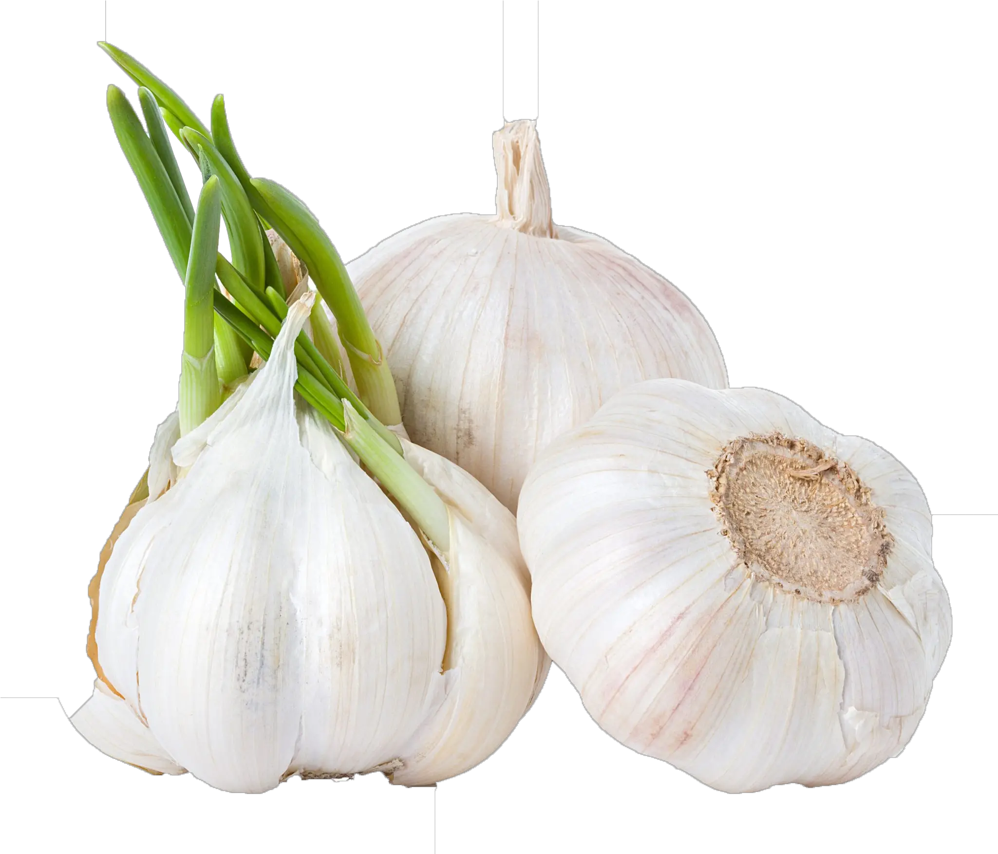 Download Garlic Png Background Clipart Transparent