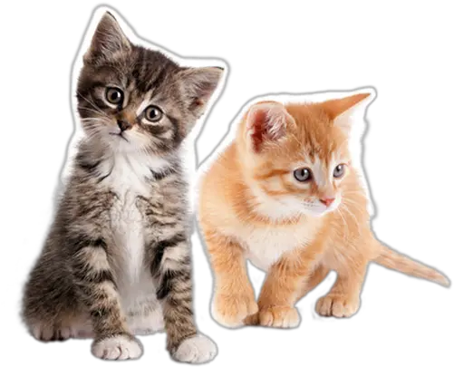 Kittens Transparent Blank Background Kittens Png Kitten Transparent Background