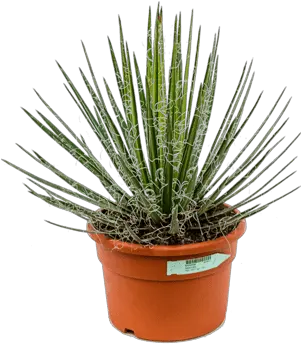 Nieuwkoop Europe Agave Filifera Agave Png Agave Png