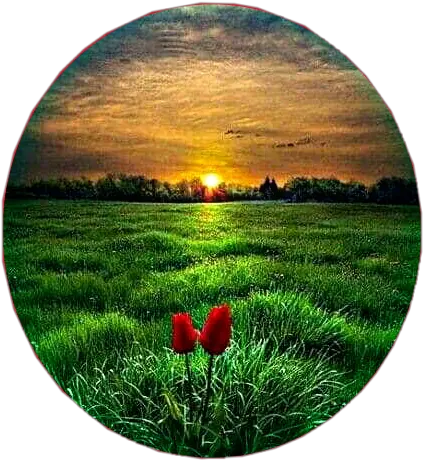 Tulips Red Flowers Green Grass Field Sunset Sunny Sun Gambar Alam Semesta Pemandangan Png Grass Field Png