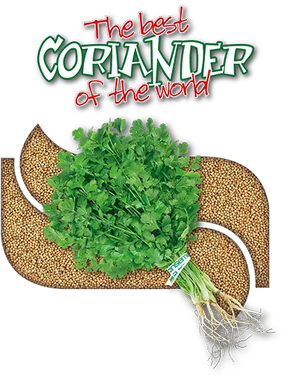 Coriander Seed Coriander Png Cilantro Png