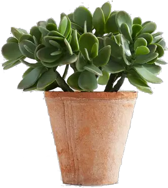 Faux Potted Crassula Jade Succulent Flowerpot Png Succulent Png