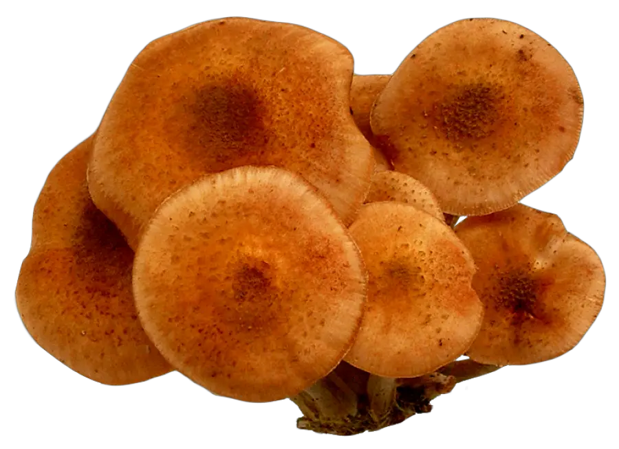 Mushroom Png Images Pngpix Mushroom Mushroom Png