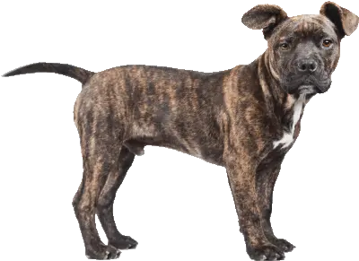 Pit Pitbull Sticker Pit Pitbull Pitlove Discover U0026 Share Filhotes Dog Americano Cachorro Png Pit Bull Icon