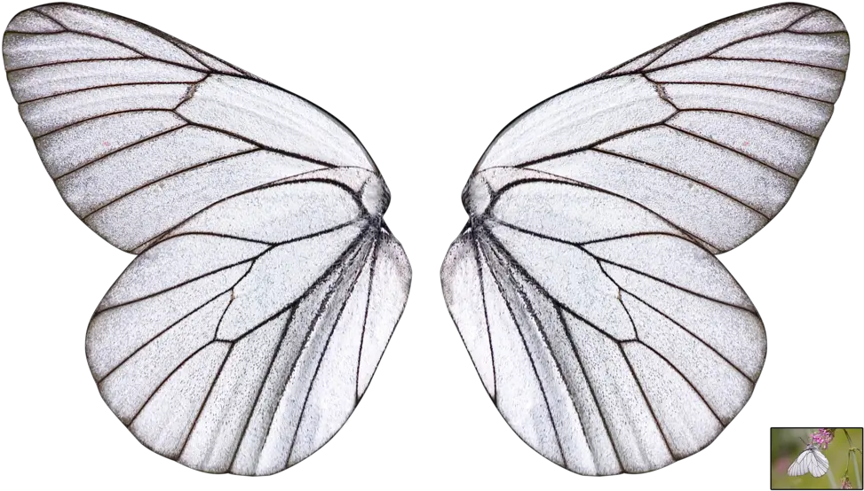 Butterfly Wing Png 1 Image Transparent Background Transparent Butterfly Wing Butterfly Wing Png png