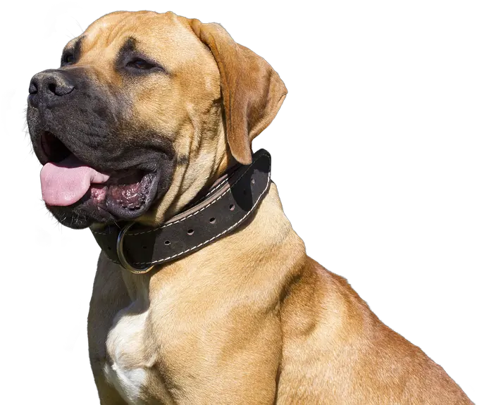Dog Isolated Pet Free Photo On Pixabay Rase Pasa Za Dvoriste Png Pet Png