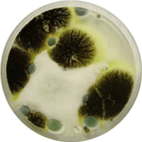 Download Mold Petri Dish Full Size Png Image Pngkit Petri Dish With Mold Dish Png