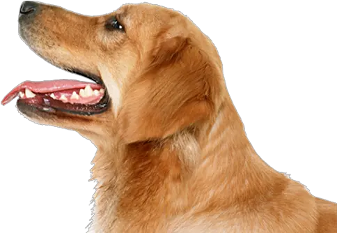 Dog Png Image Picture Download Dogs Free Images High Transparent Dog Png Hd Watch Dogs Icon File