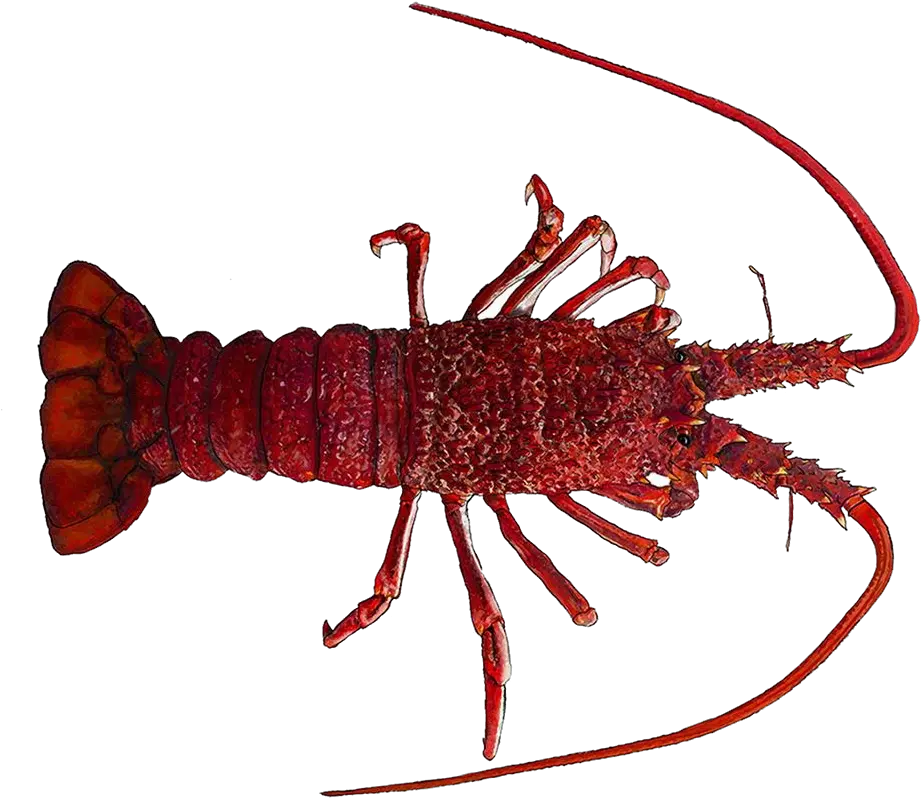 Lobster Png Rock Lobster 1234771 Vippng South Australian Rock Lobster Lobster Png