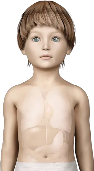 Chest Hair Internal Organs Boy Png Download Original Boy Anatomy Chest Hair Png