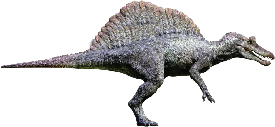 Download Hd Spinosaurus Transparent Png Spinosaurus From Jurassic Park 3 Jurassic Park Transparent