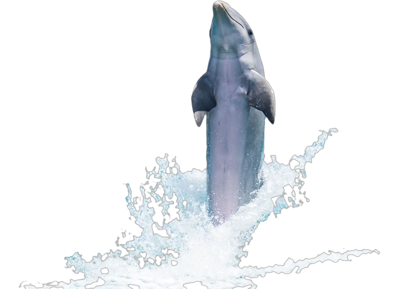 Dolphin Fish Animal Fish Transparent Jumping Fish Png Fish Swimming Png png