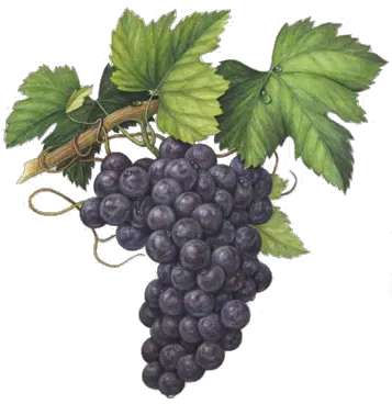 Aleanto Fine Wine Importers Our Wines Veneto Grape Watercolor Painting Png Grape Png