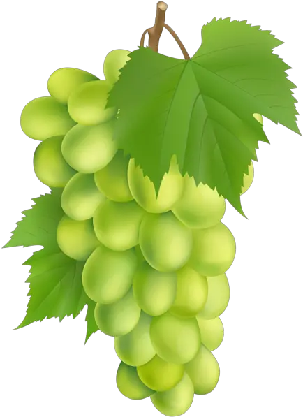 Download Hd White Grape Png Clip Art Image Seedless Fruit Grape Grapes Transparent Background