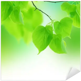 Green Leaves Border Sticker U2022 Pixers We Live To Change Wallpaper Png Leaves Border Png