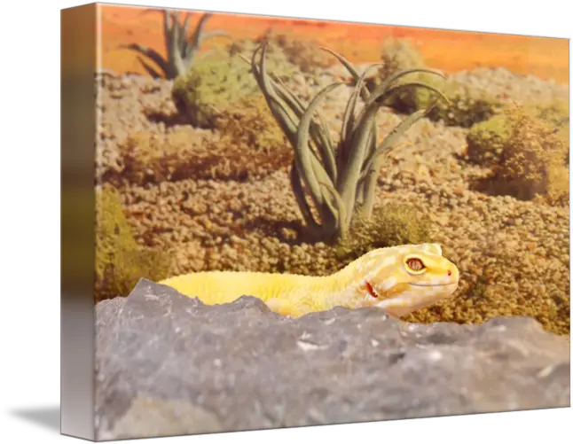 Aptor Leopard Gecko By Ryan Mcnally Geckos Png Leopard Gecko Png