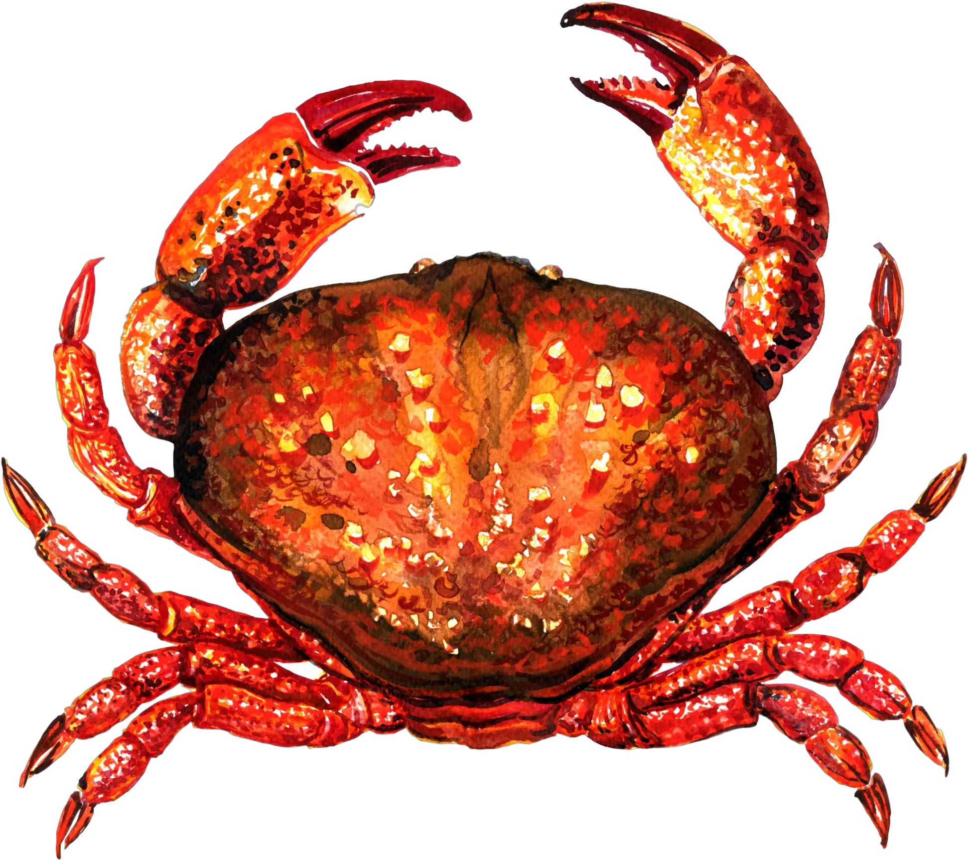 Transparent Crab File U0026 Png Clipart Free Crab Wikimedia Commons Crab Transparent Background