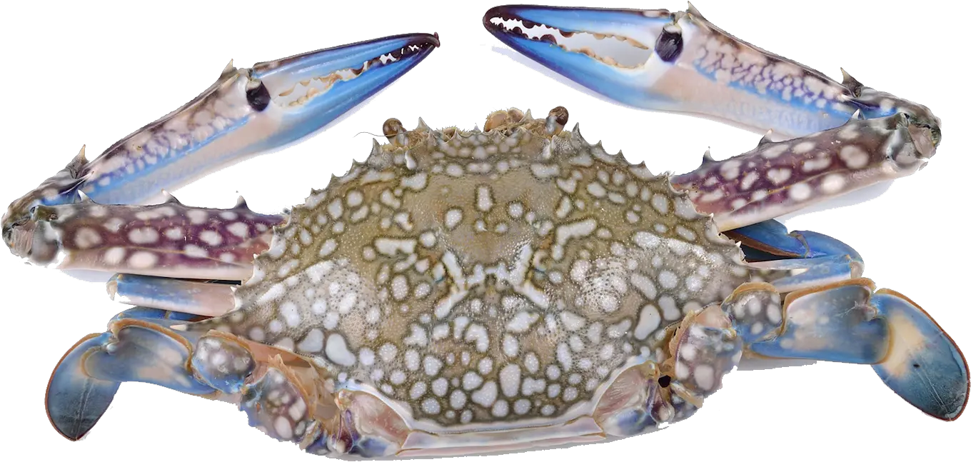 Download Hd Crabs Flower Crab Transparent Png Image Blue Crab Crab White Background Crab Transparent Background