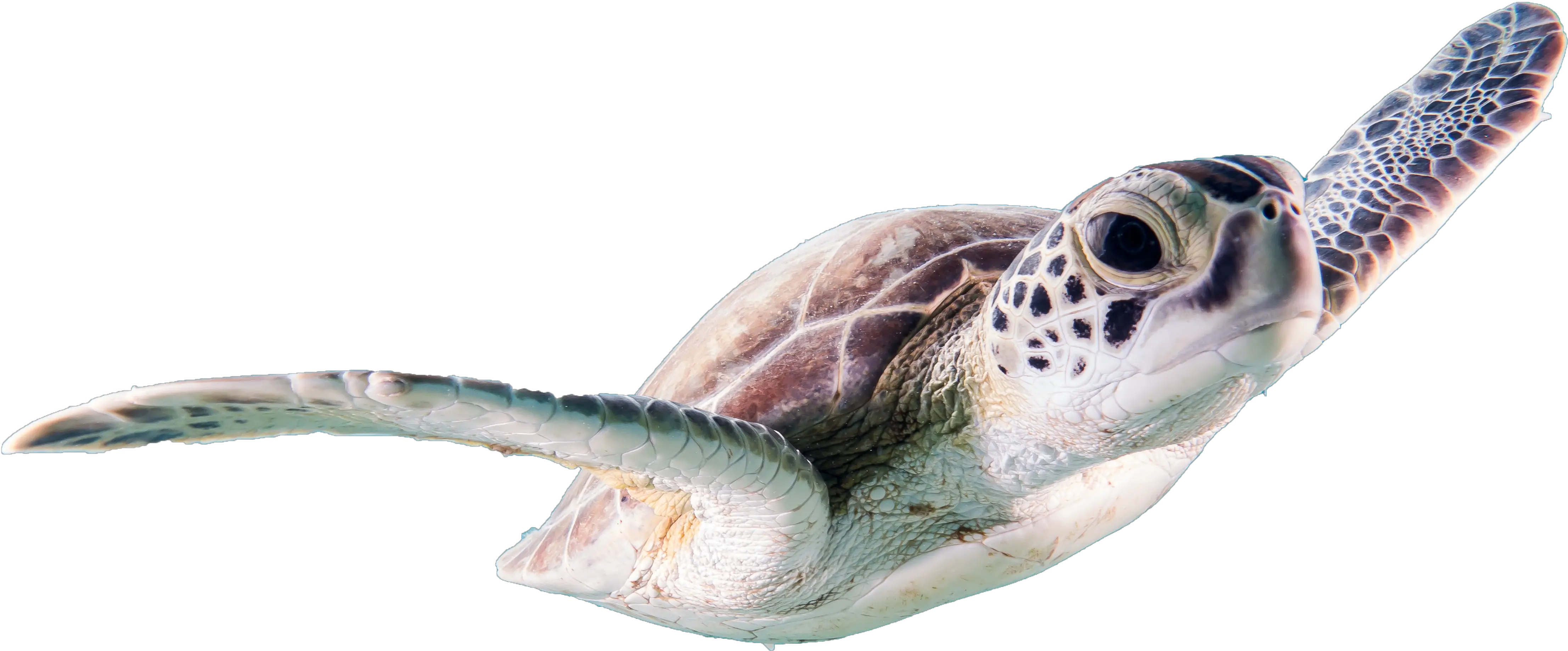 Beautiful Turtle Sea Animals Free Transparent Image Free Real Sea Animals Png Ridley Png