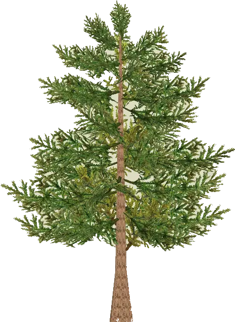 Download Pine Tree Branch Png Red Pine Pine Tree Branch Png