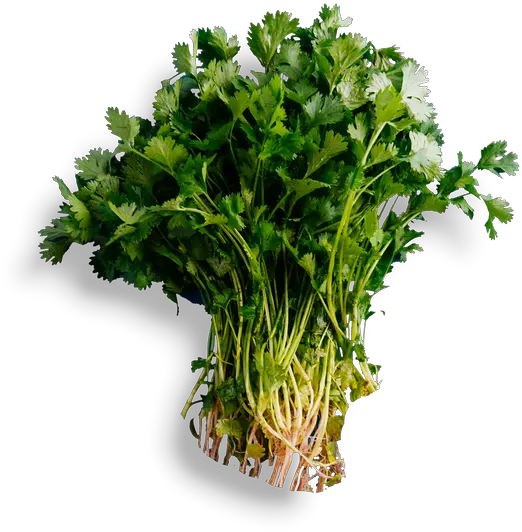 Social Yellowfin Tuna Cilantro Transparent Kitchen Neem Tree Images Hd Png Cilantro Png