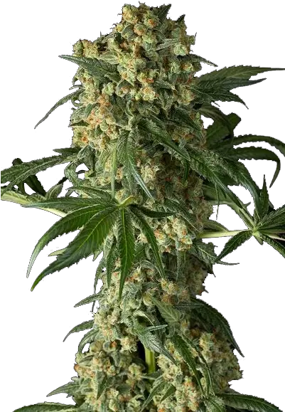 Download Weed Plant Png