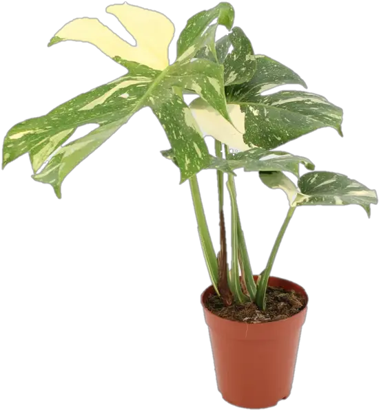 Philodendron Monstera Thai Constellation Growjunglenl Monstera Thai Constellation Png Plant Transparent