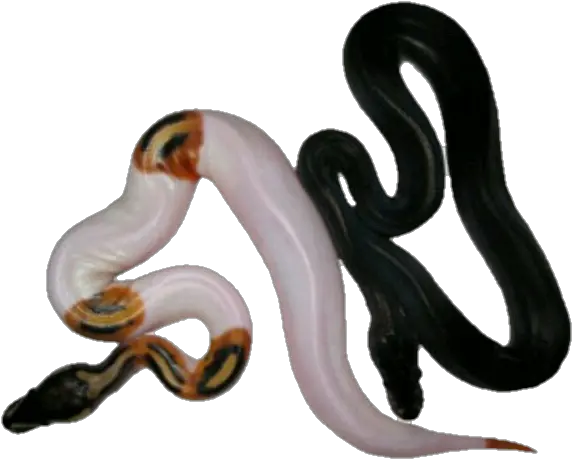 Download Transparenthalloween Pnghalloweensnake Animal Figure Snake Transparent