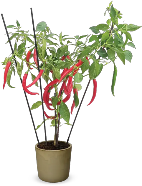 Hishtil Capsicum Hot U0027fire Flameu0027 Chili Grafted Houseplant Png Chili Png